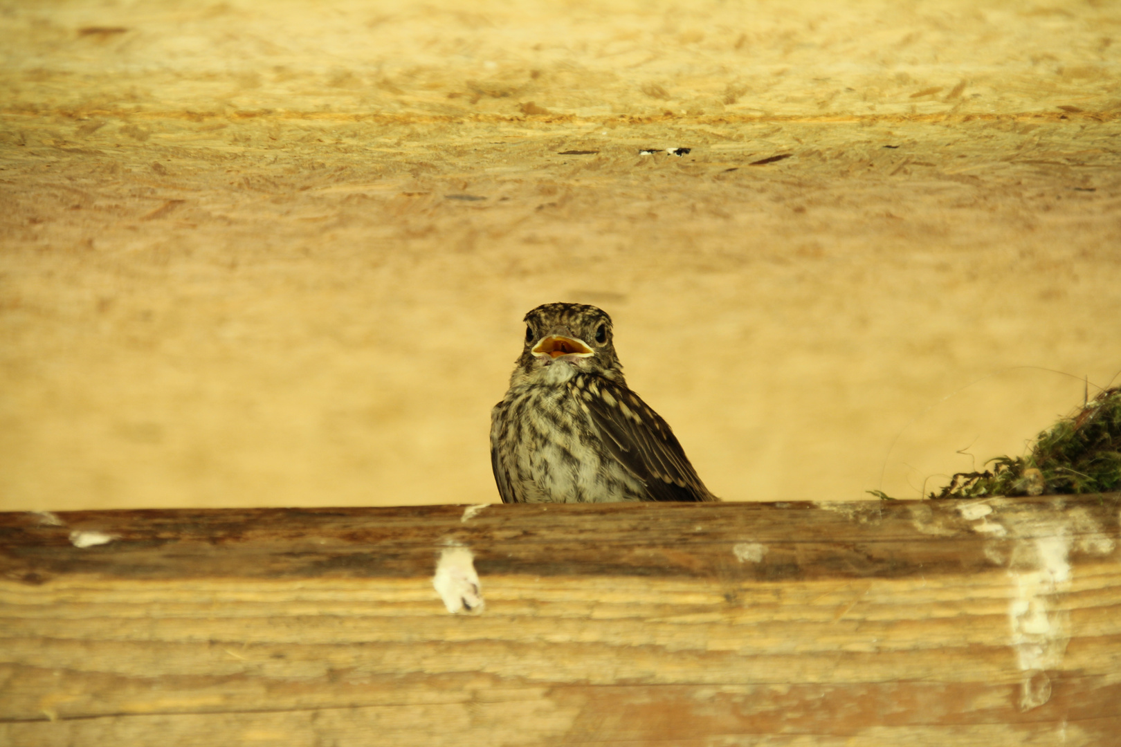 Nestflüchter in der Hitze