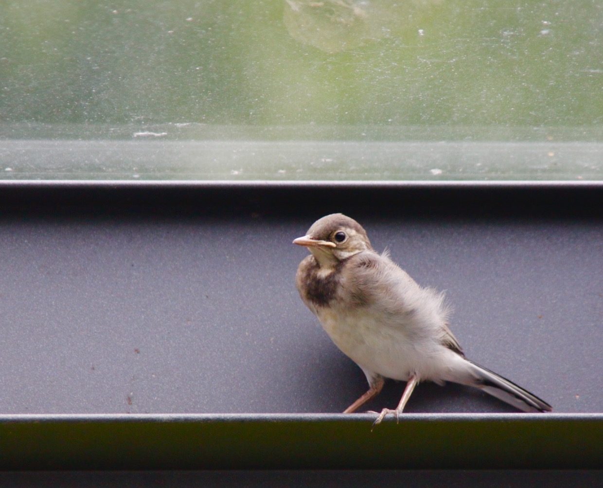 Nestflüchter (junge Bachstelze)