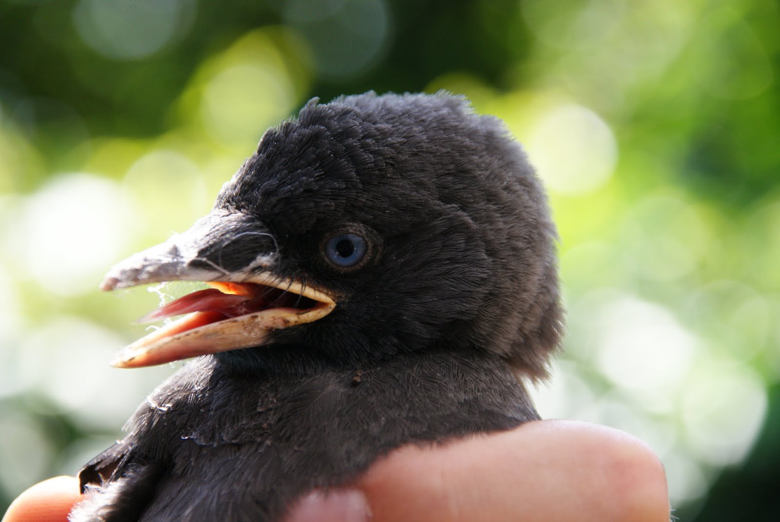 Nestflüchtig