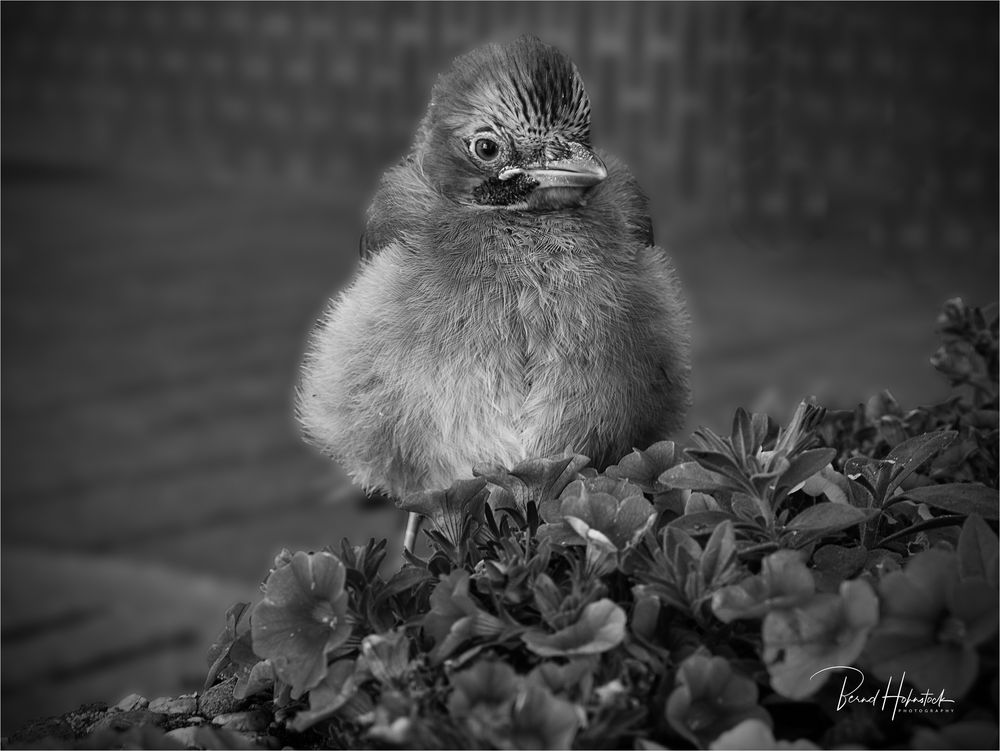 Nestflüchtling .....