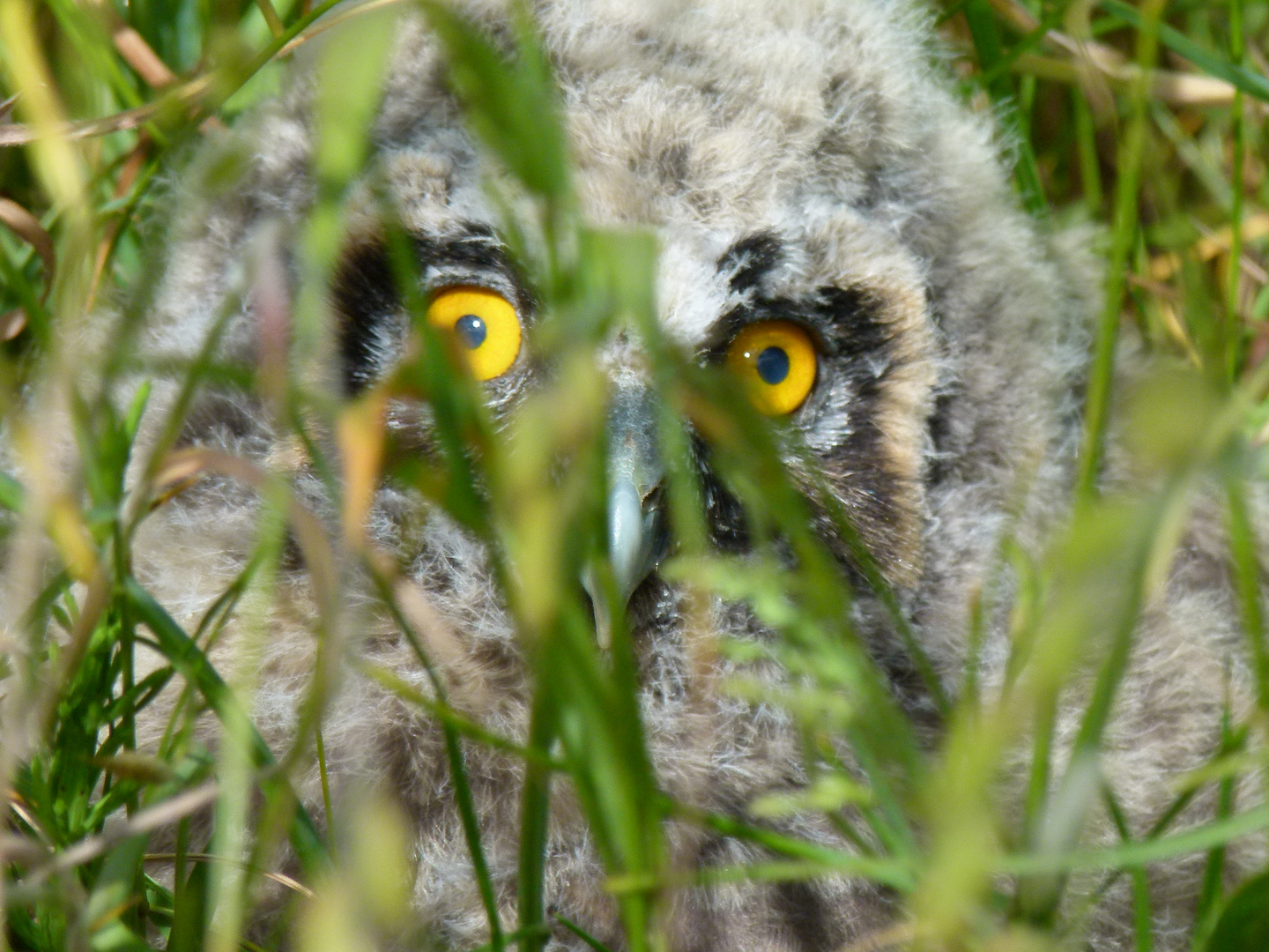 Nestflüchtling