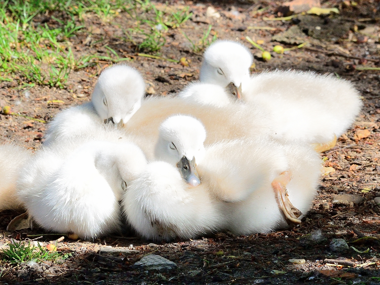 Nestflüchtlinge, fugitivos del nido,  desertor of the nest