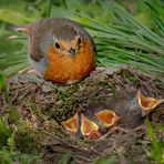 Nestfund
