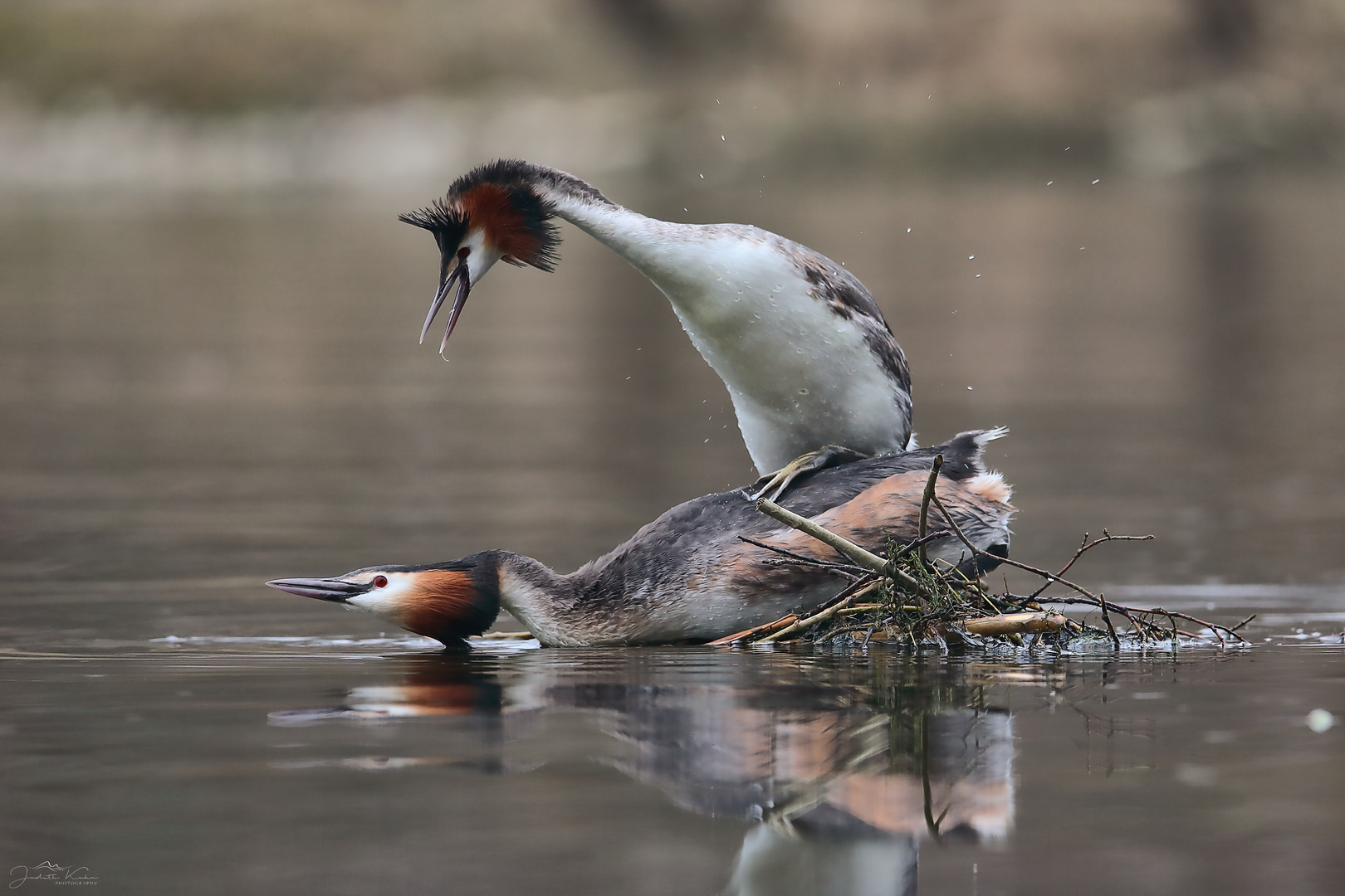 Nestgeflüster