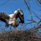 Nestgeflüster