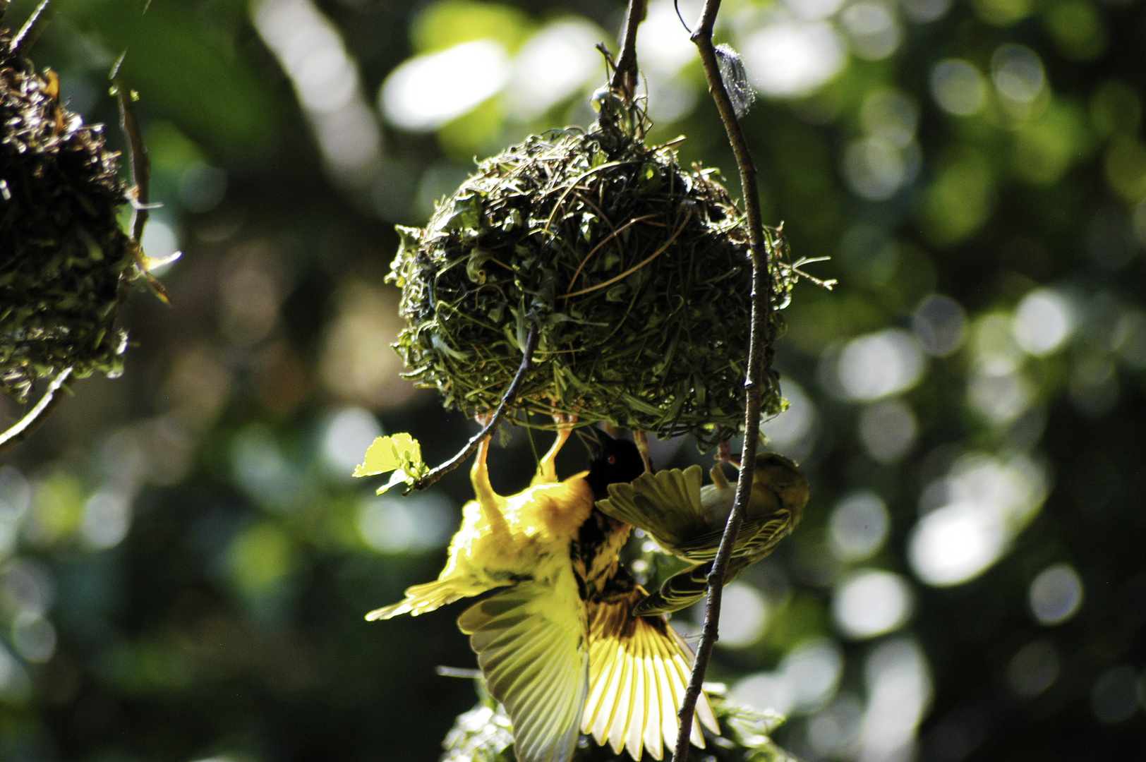 nesting birds