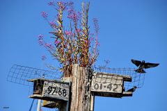 Nesting Boxes