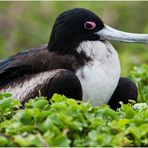 [ Nesting Frigate Bird ]