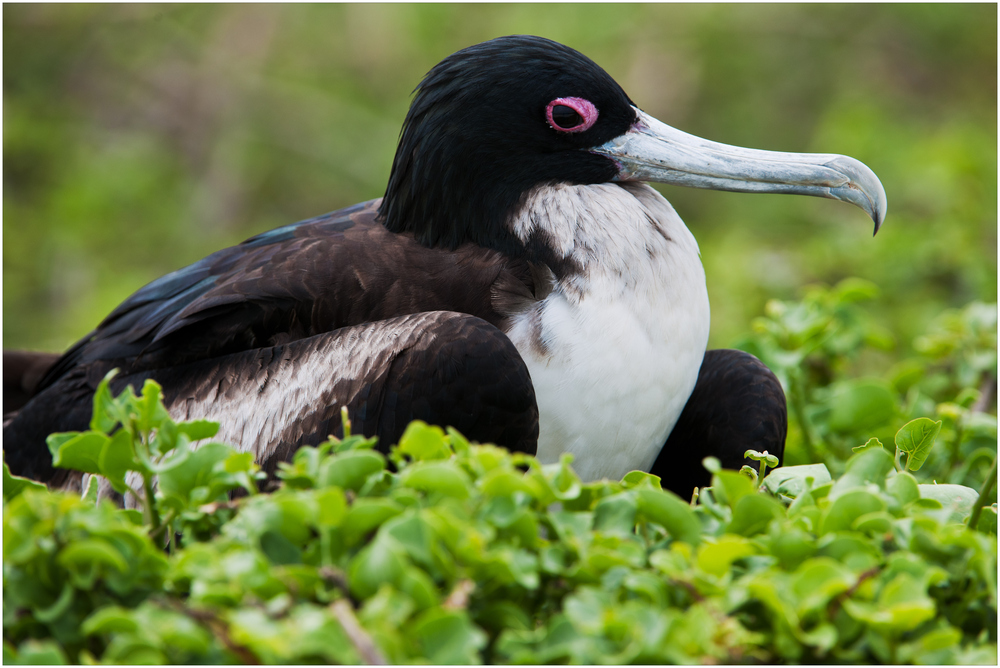 [ Nesting Frigate Bird ]