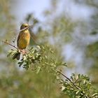 Nesting Yellowhammer