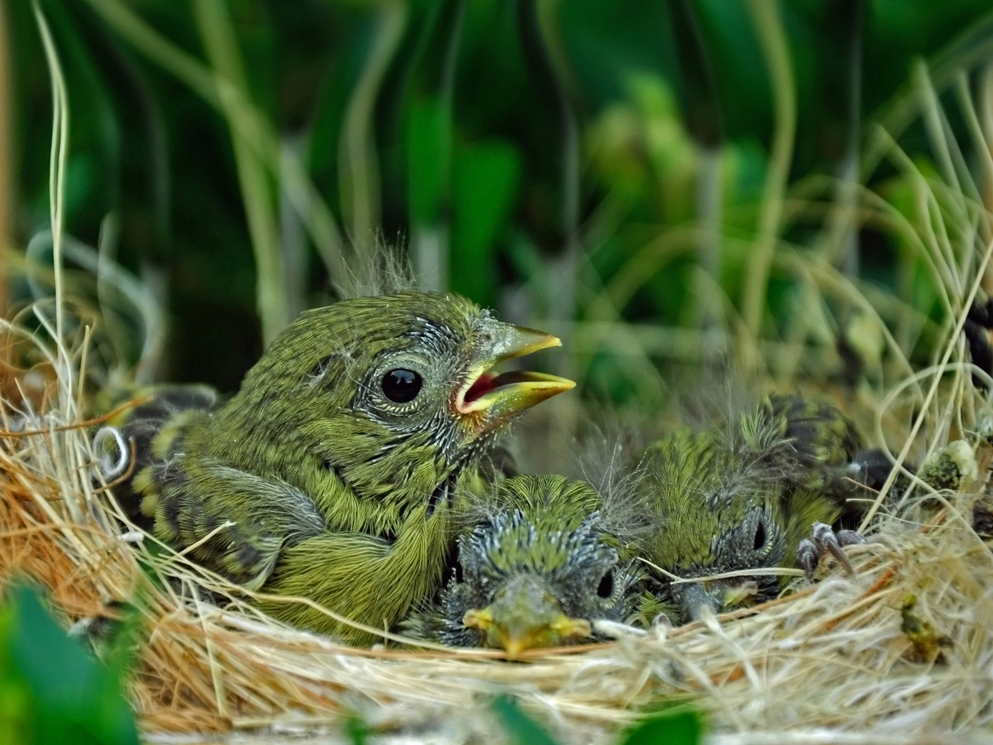 Nestjunge Magellanzeisige