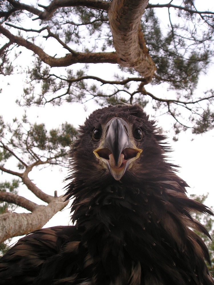 Nestjunger Seeadler