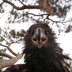 Nestjunger Seeadler