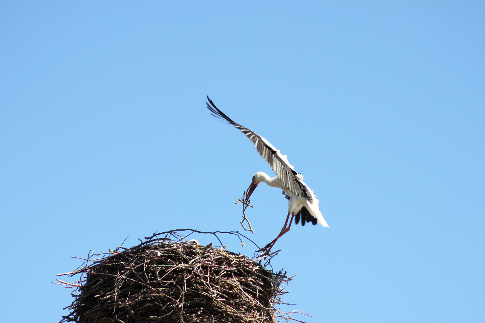 Nestlandung