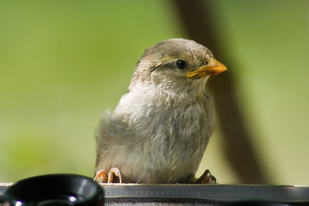 Nestling