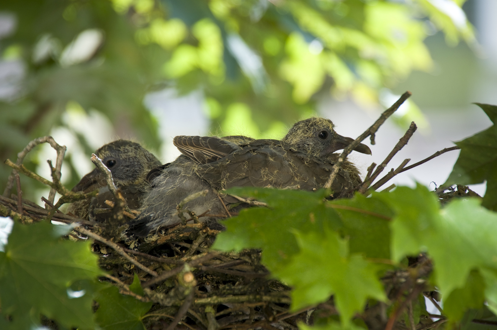 Nestlinge Ringeltauben