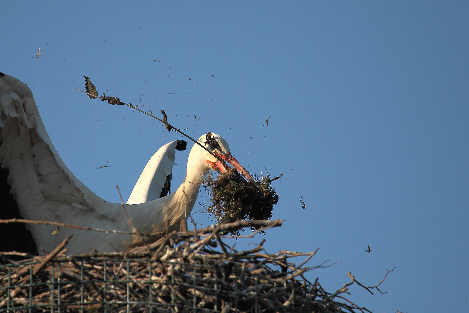 Nestpflege ist harte Arbeit !