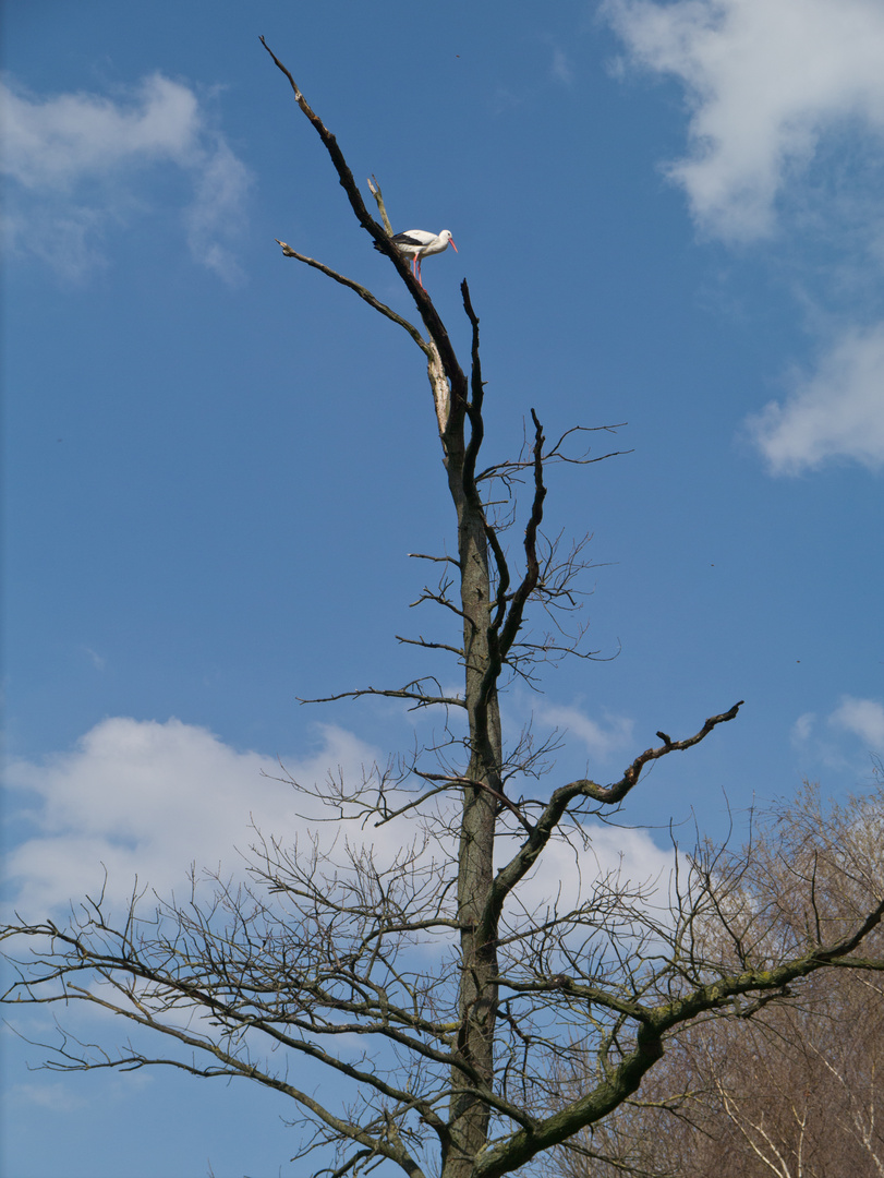 Nestplanung ohne Erfolg