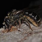 Nestverschluß der Hahnenfuß-Scherenbiene (Chelostoma florisomne) . . .