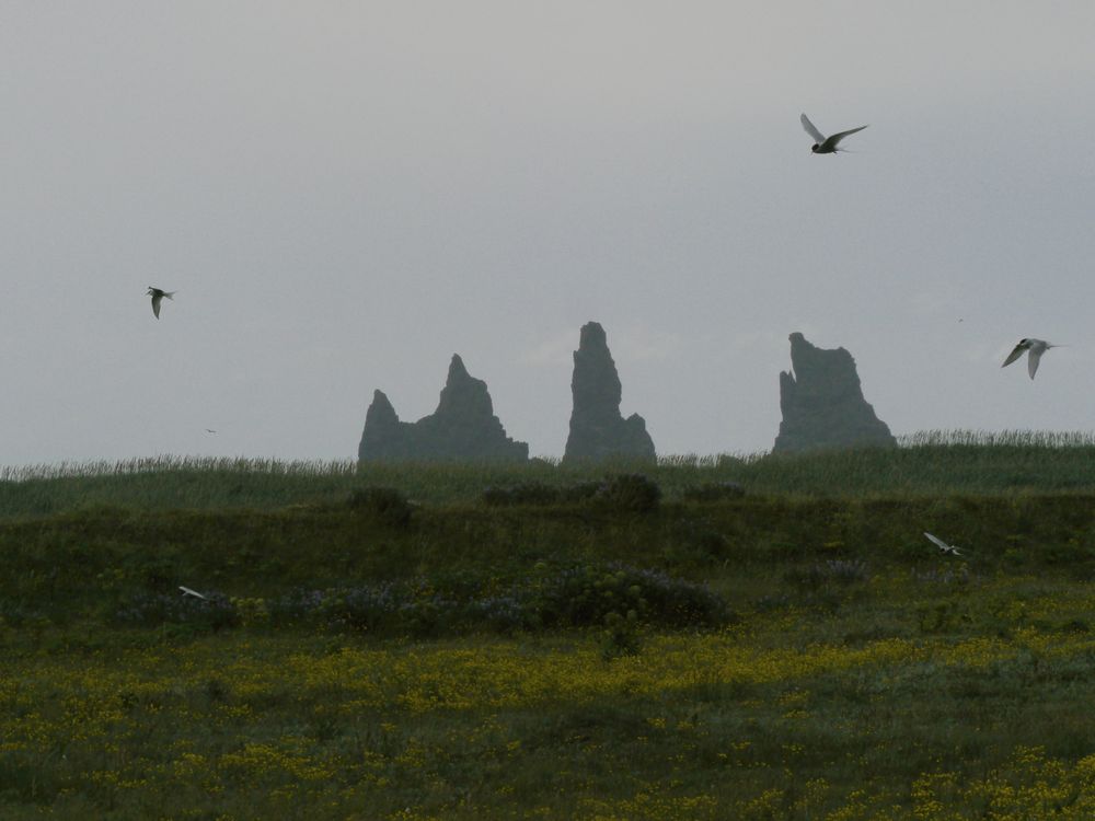 Nestverteidiger (Küstenseeschwalben)