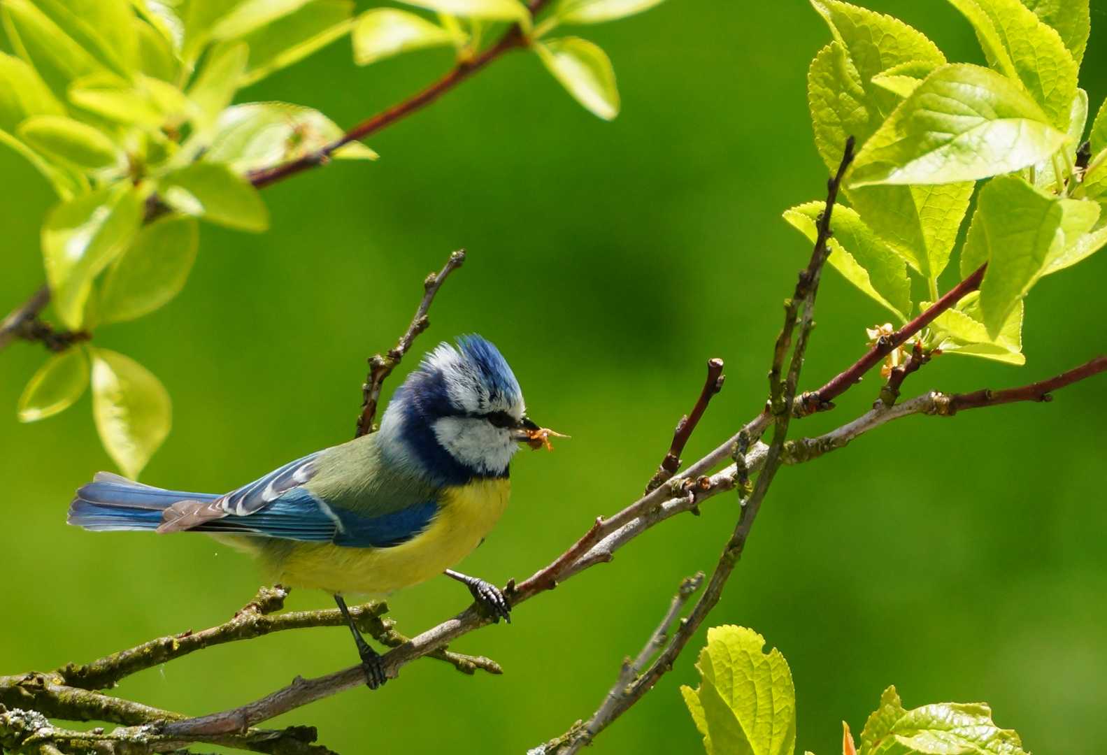 Nestvögel