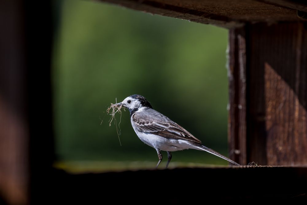 Nestvorbereitung