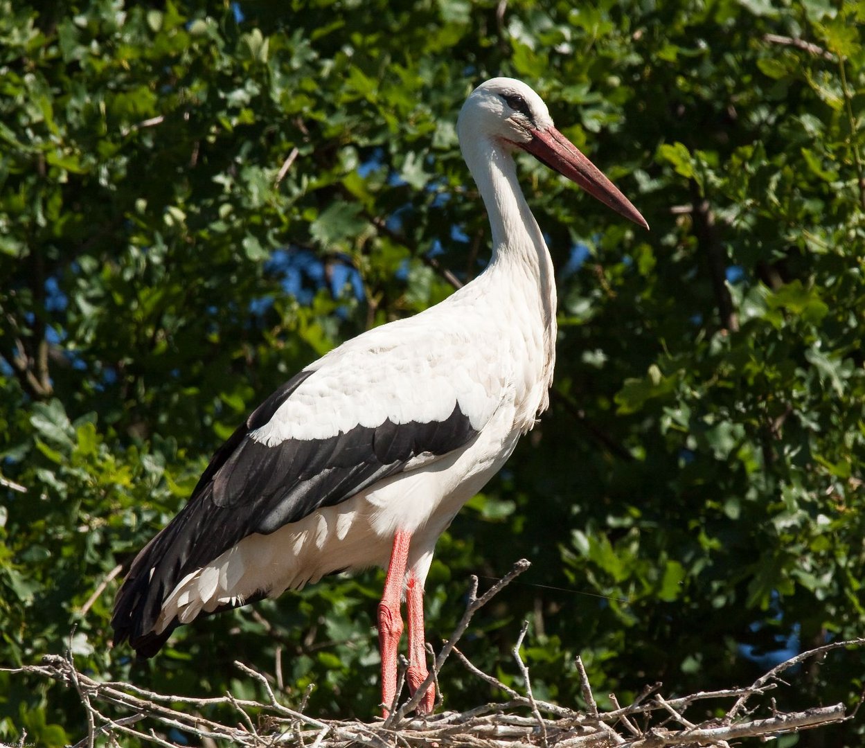 Nestwache