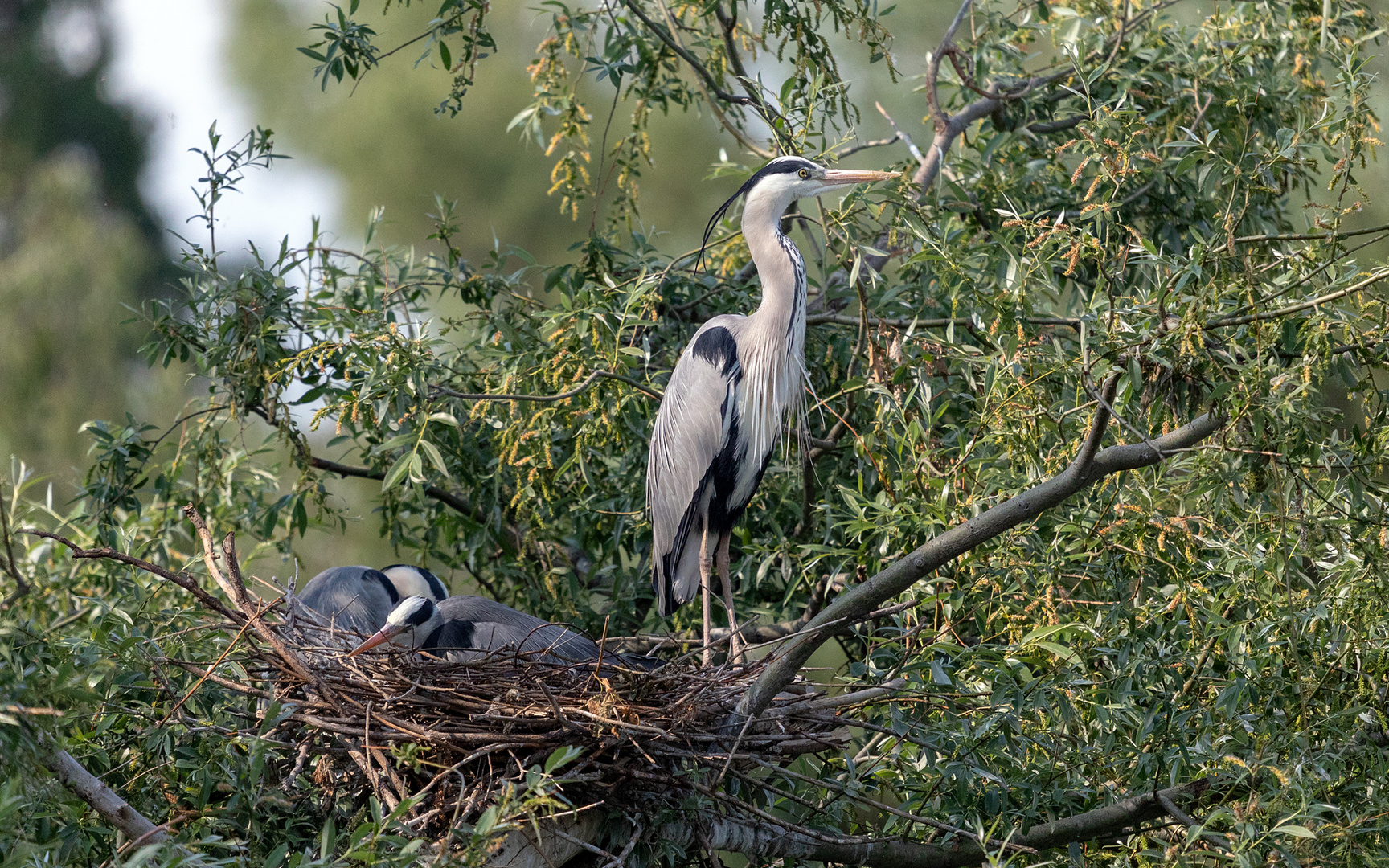 Nestwache