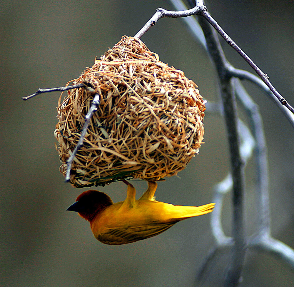 Nestwächter