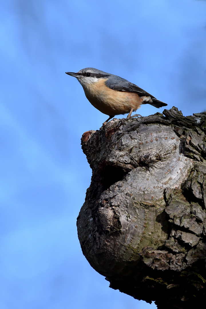 Nestwächter