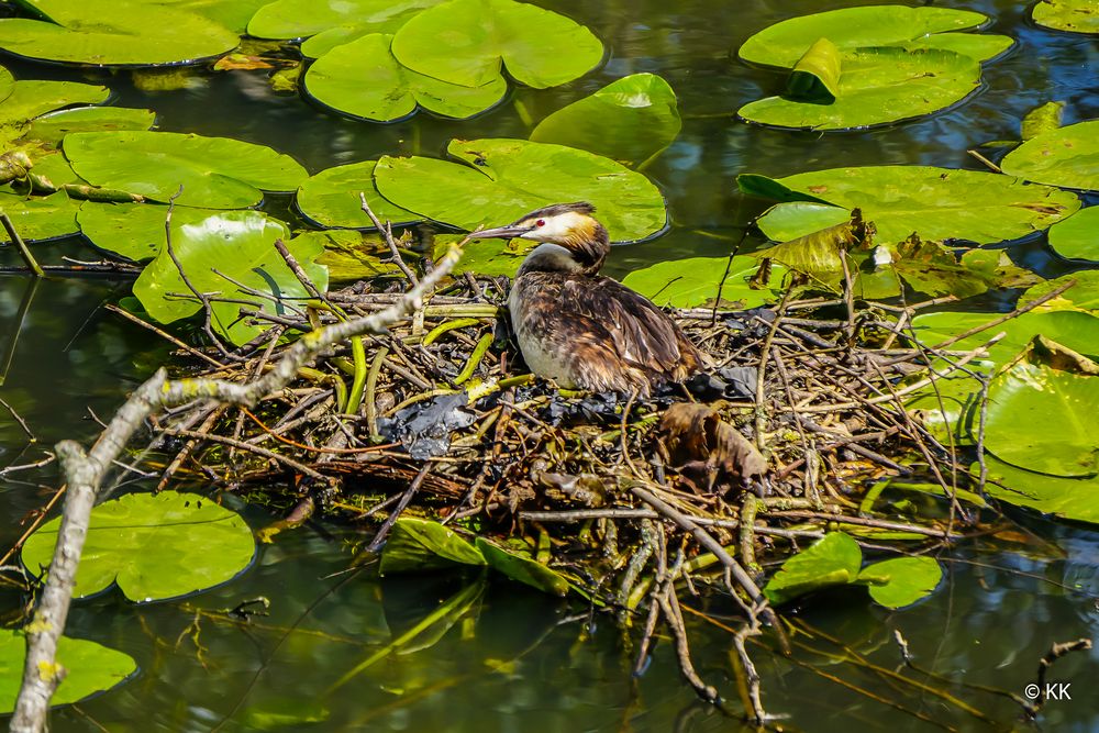 Nestwärme