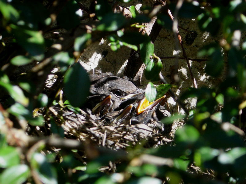 Nestwärme