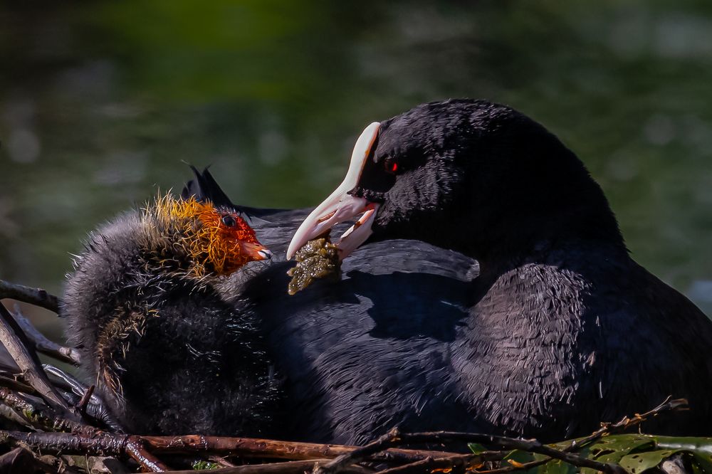 Nestwärme