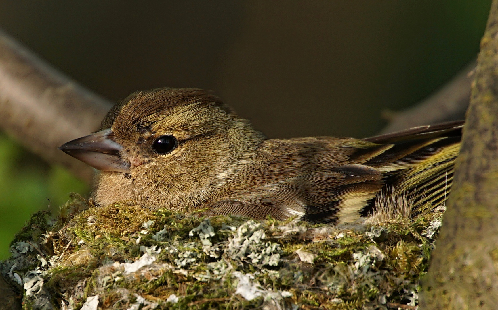 Nestwärmer