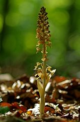 Nestwurz-Orchidee