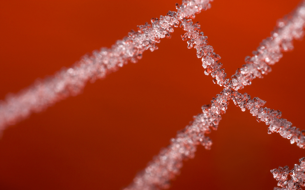 Net on Ice