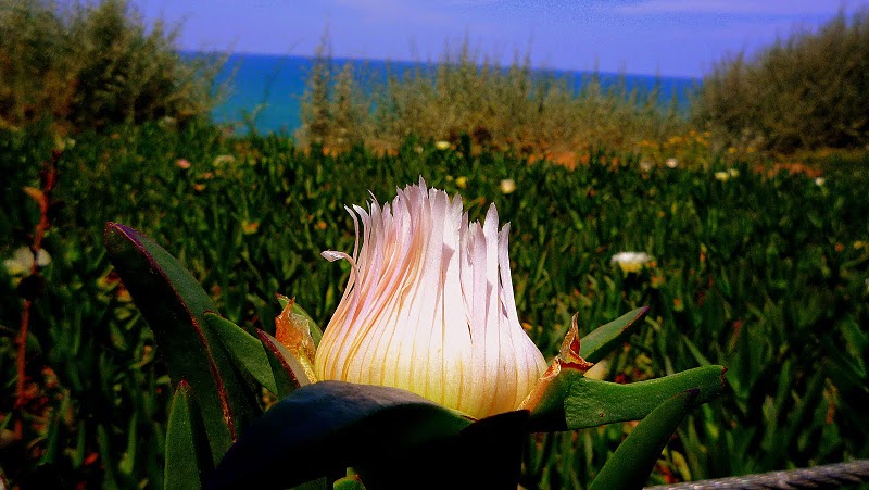 NETANYA COASTAL AREA FLOWERS