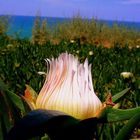 NETANYA COASTAL AREA FLOWERS