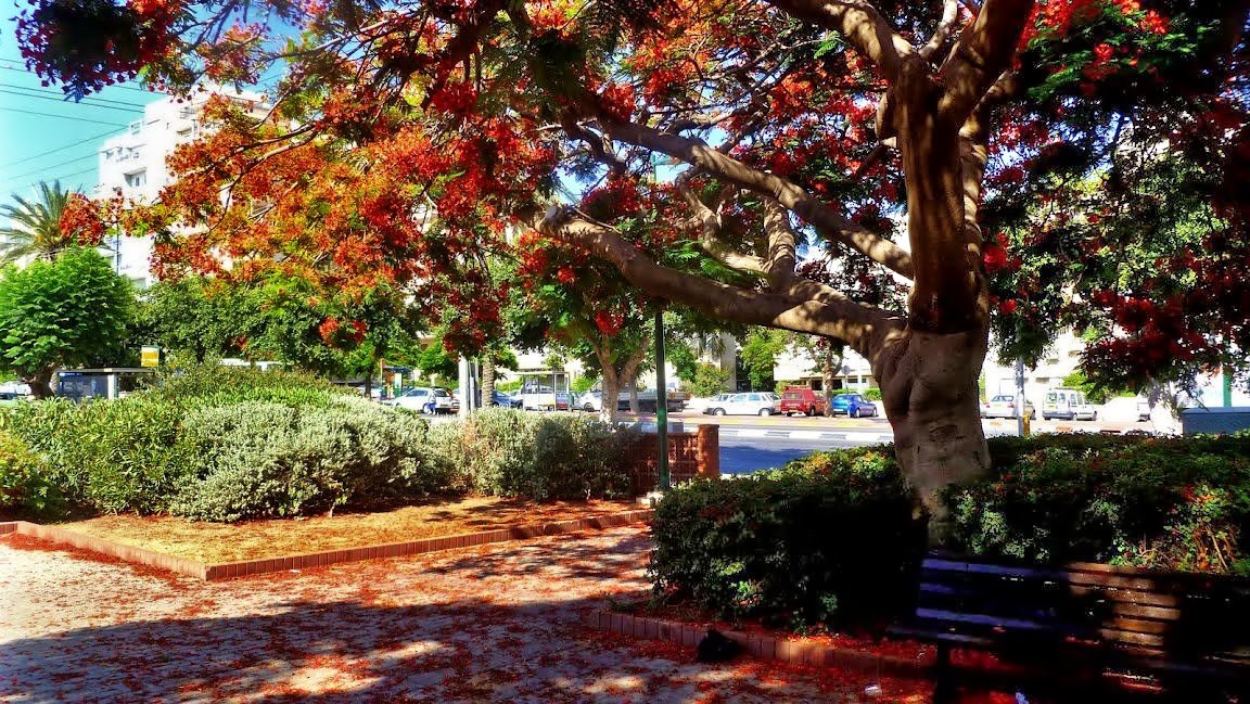 NETANYA GARDEN