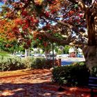 NETANYA GARDEN