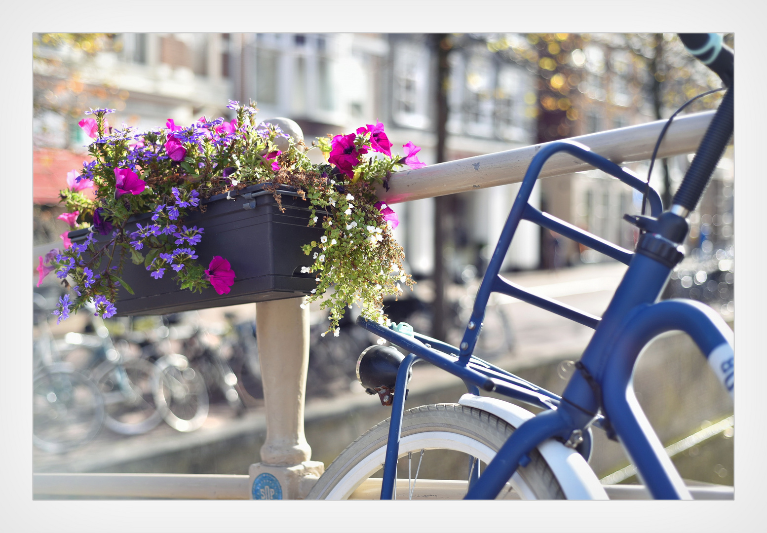 *** Netherlands- Bikes and Flowers***