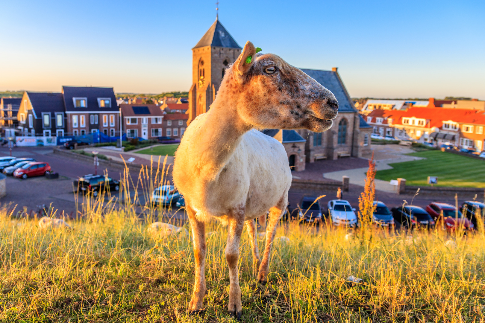 Netherlands - Zeeland - Zoutelande,  Catharinakerk - Das Model