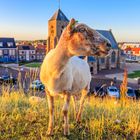 Netherlands - Zeeland - Zoutelande,  Catharinakerk - Das Model