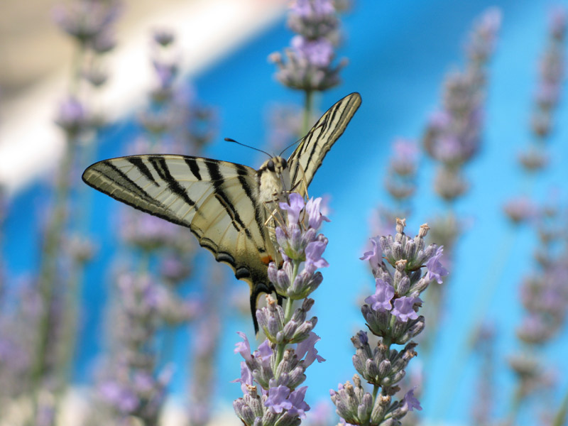 nettare di lavanda