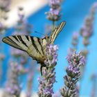 nettare di lavanda