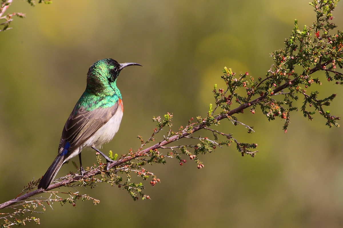 Nettarinia piccola dal doppio collare