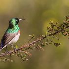 Nettarinia piccola dal doppio collare