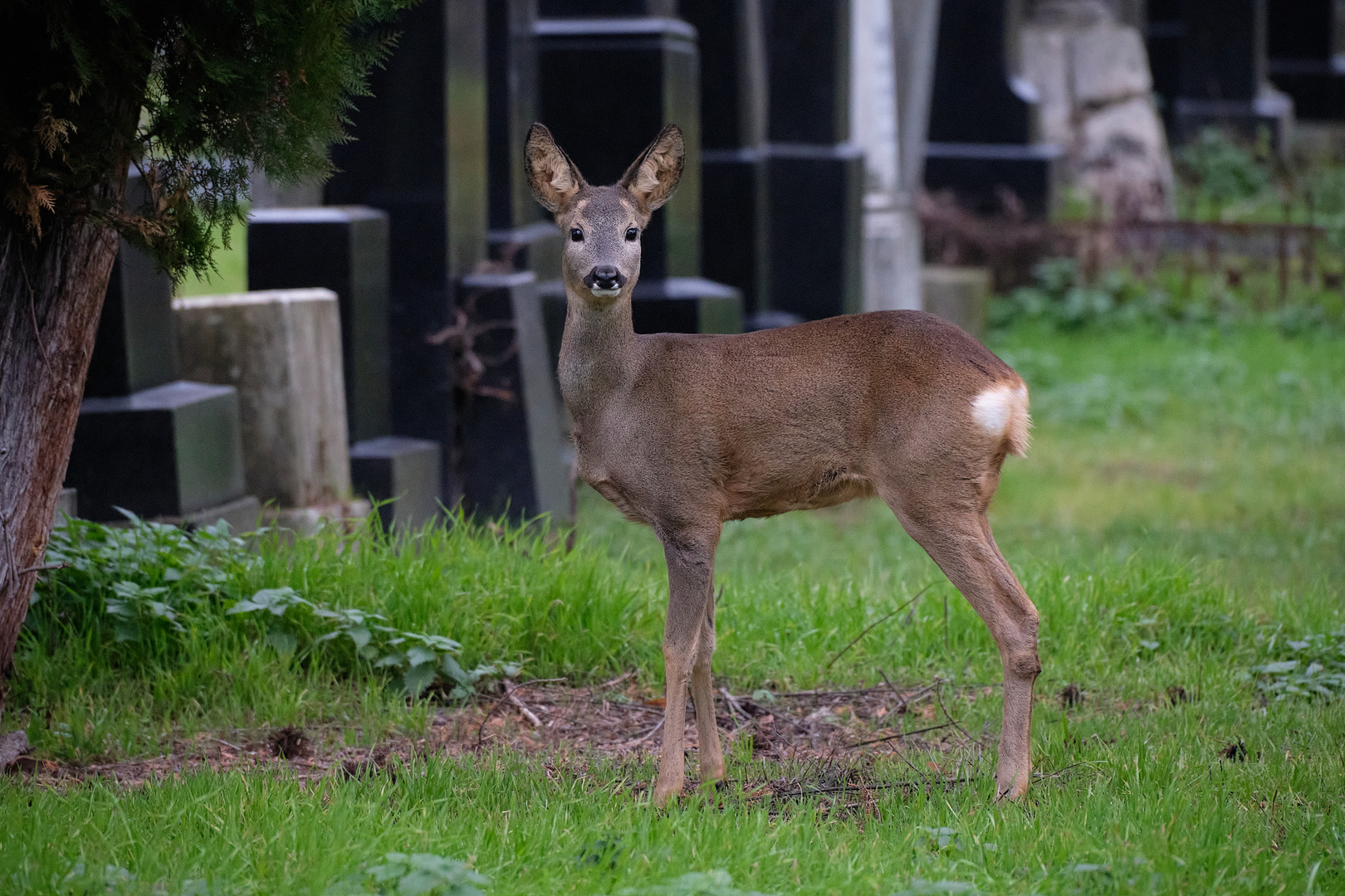 Nette Begegnung am Zentralfriedhof