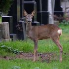 Nette Begegnung am Zentralfriedhof