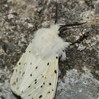 Nette Begrüßung . . . SPILOSOMA MENTHASTRI mit Ameise